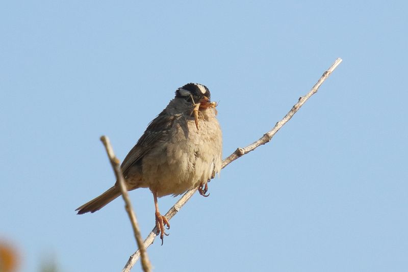 white Crowned Sparrow