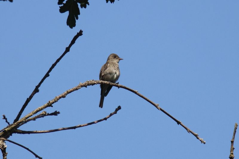 Western wood Peewee