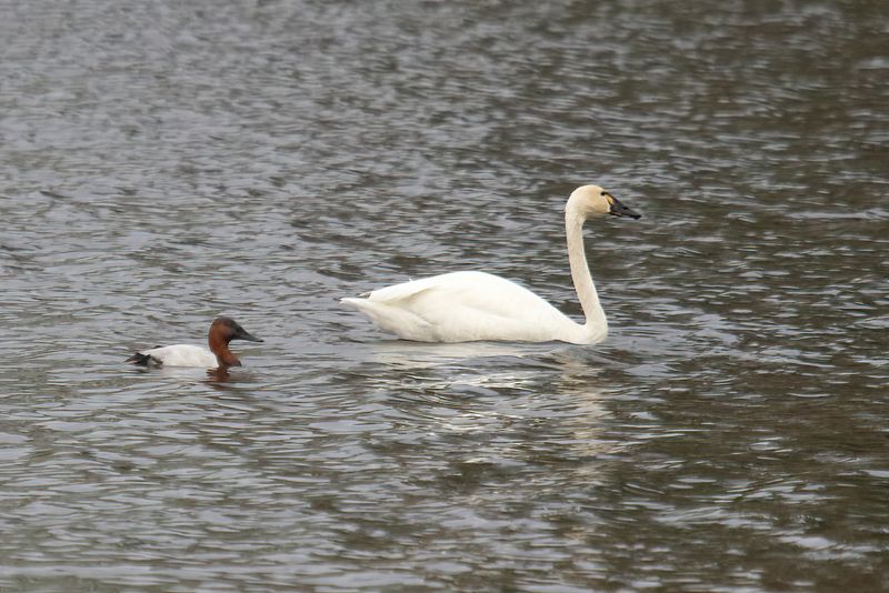 Canvasback and Tundra Swan