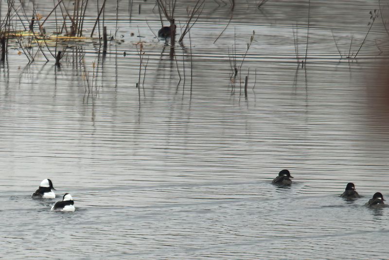 Male and Female Buffleheads