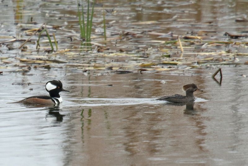 Male and Femal Hooded Mergansers