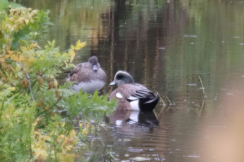 american Wigeon