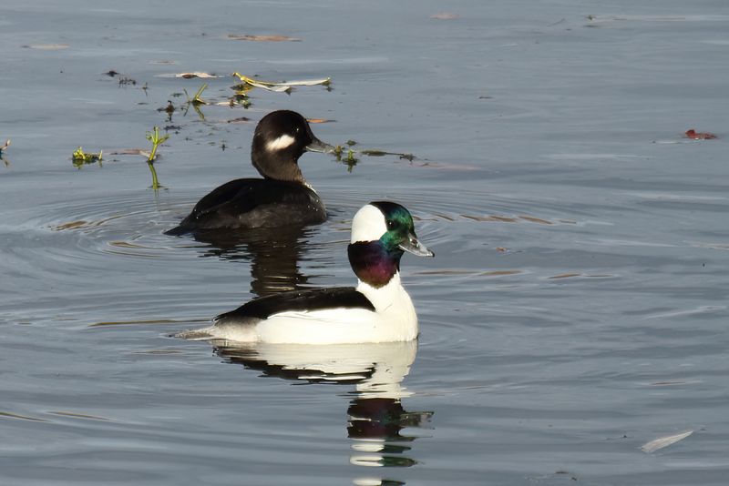 ducks_and_geese