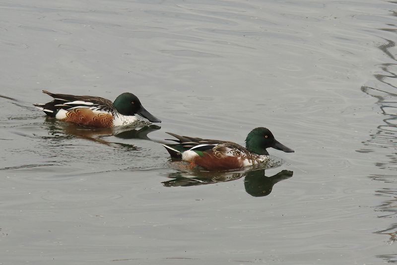 Male Shovelers