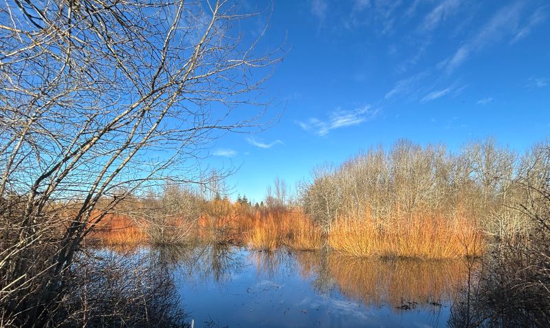 Fernhill Wetlands