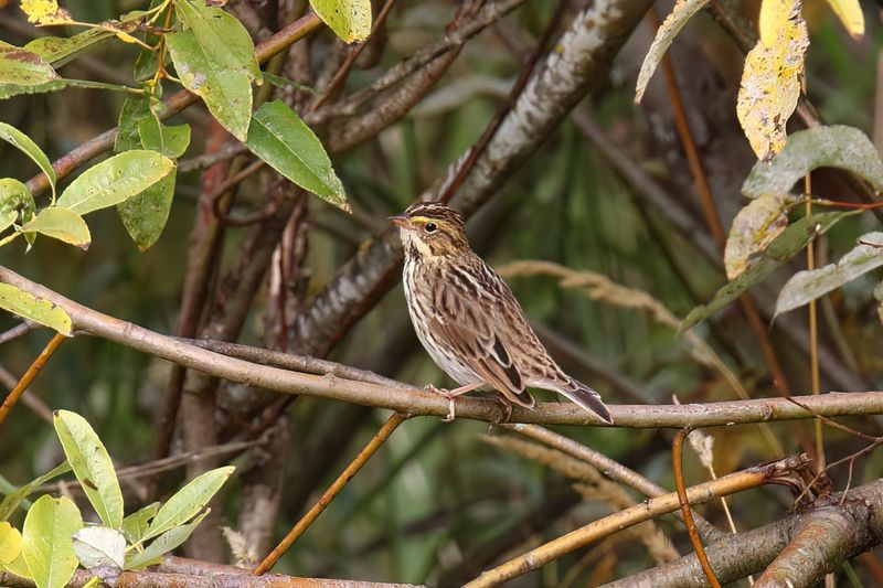 Savannah Sparrow