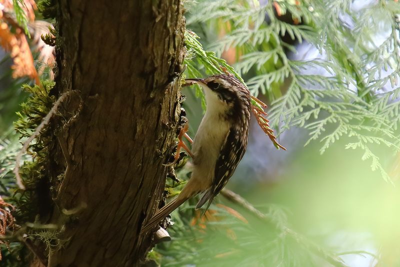 Brown creeper