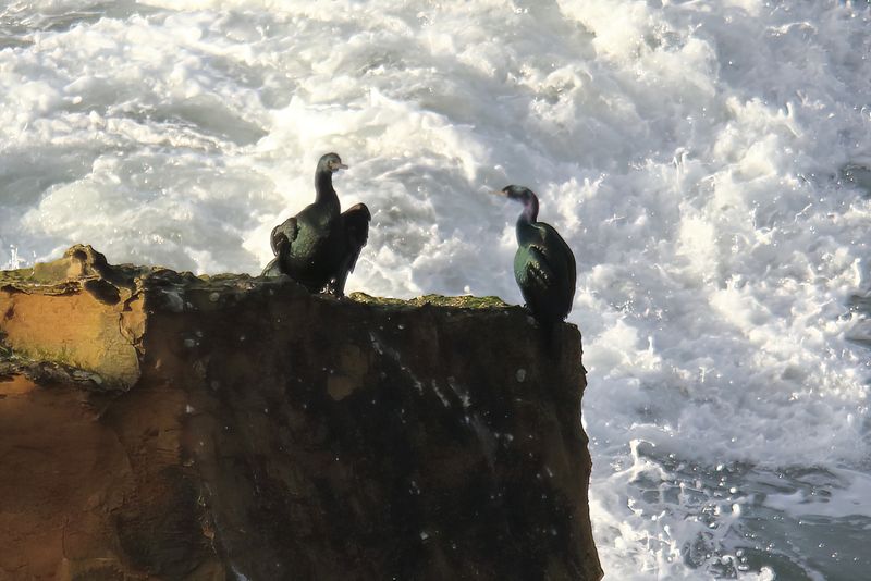 Pelagic Cormorants