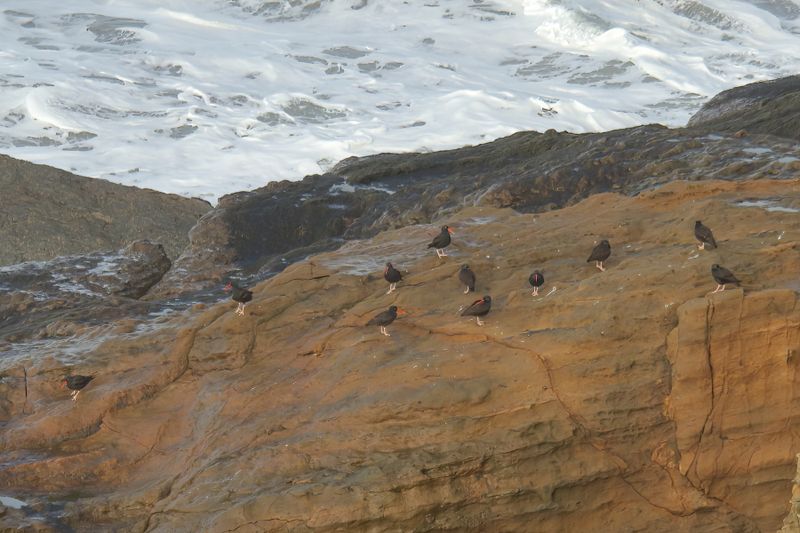 Black Oystercatchers