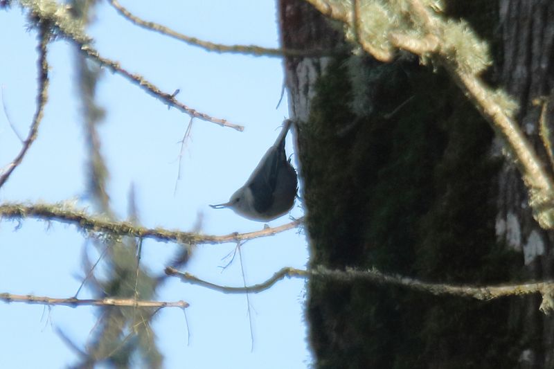 White breasted nuthatch