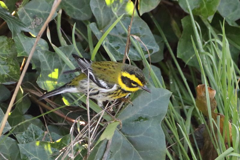 Townsend's Warbler