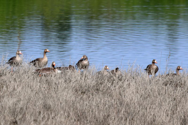 White fronted Geese