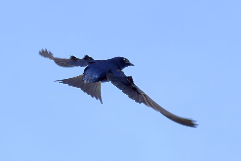 Purple Martin