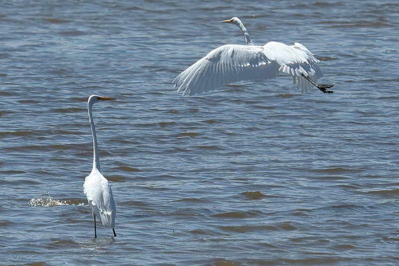 Great Egret