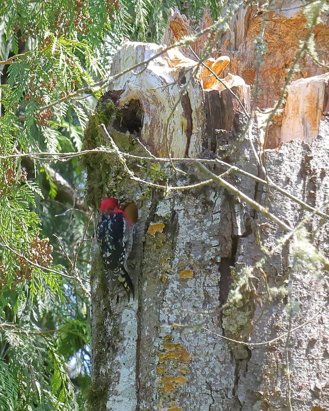 Red-breasted Sapsucker
