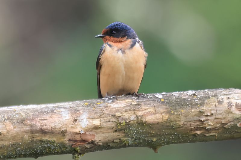 Barn Swallow
