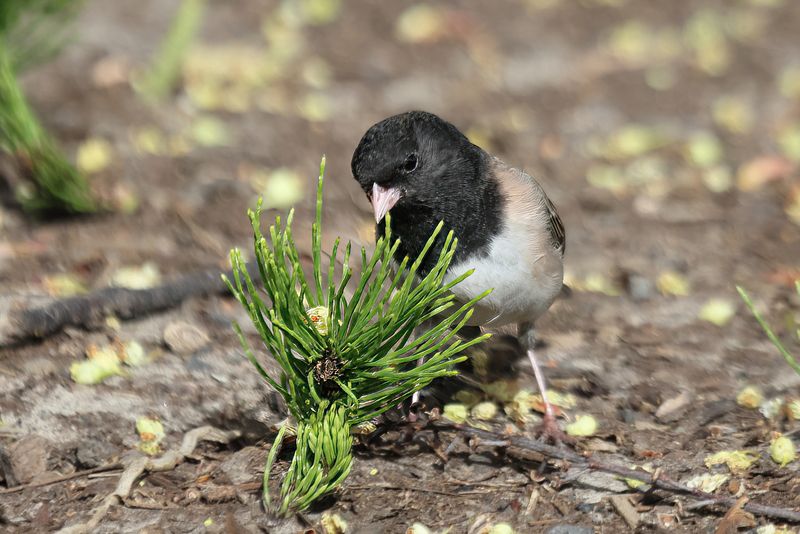 misc_birds
