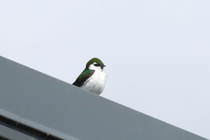 1P7A7795-D.jpg