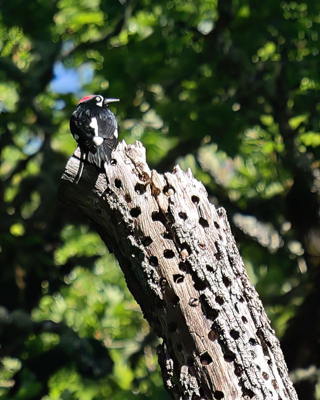 Acorn woodpecker with stash