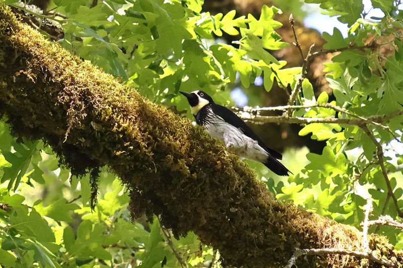 woodpeckers