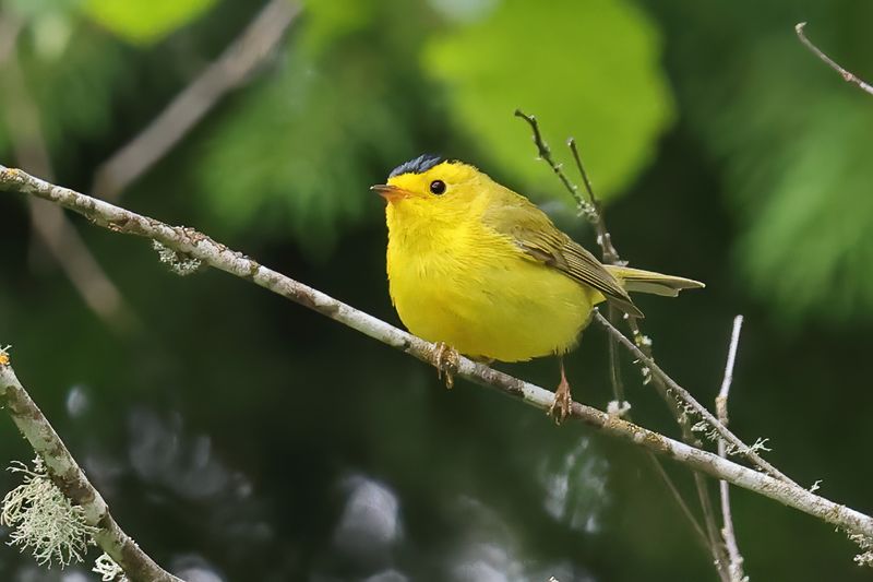 misc_birds
