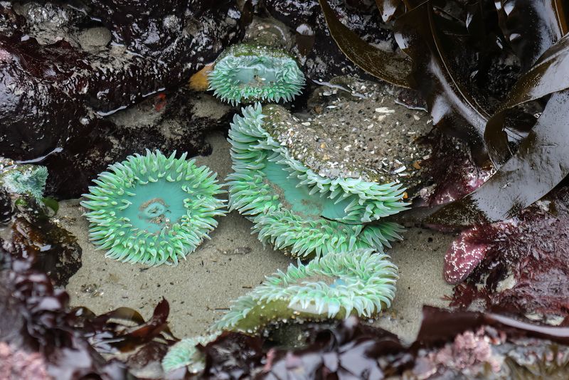 Bandon Beach