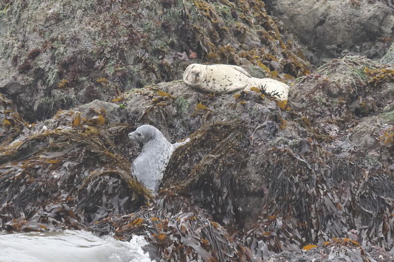Bandon Beach