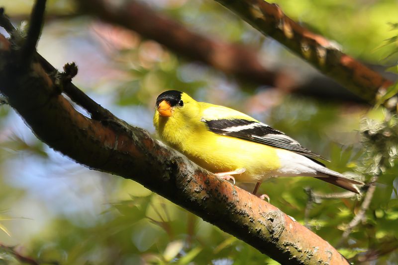 misc_birds