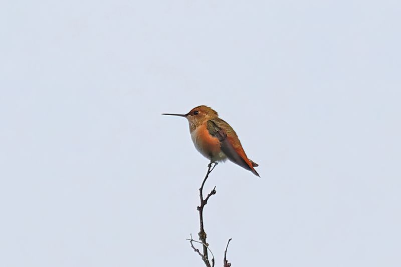 hummingbirds