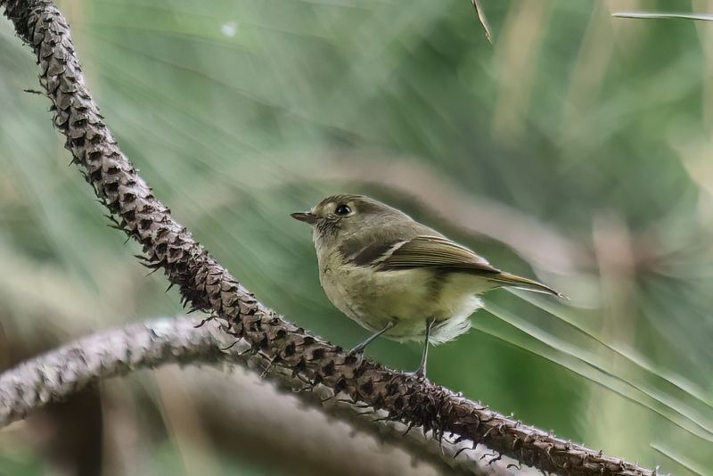 Hutton's Vireo
