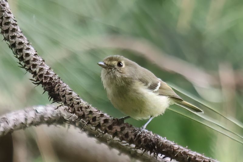 Hutton's Vireo
