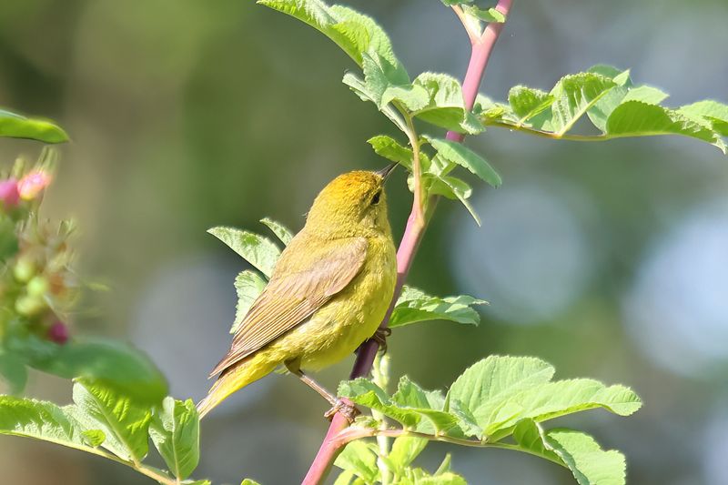 orange crowned warbler