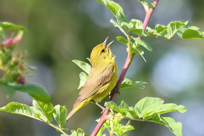 Orange Crowned Warbler