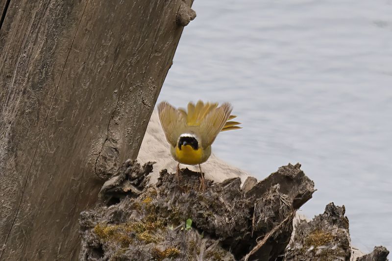 Common Yellow throat