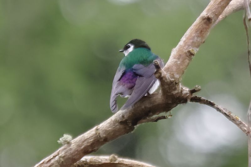 misc_birds