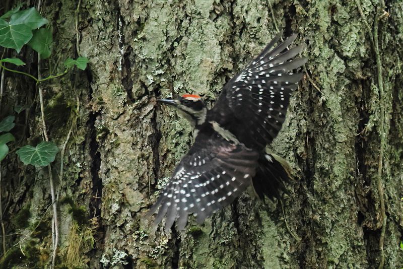 woodpeckers