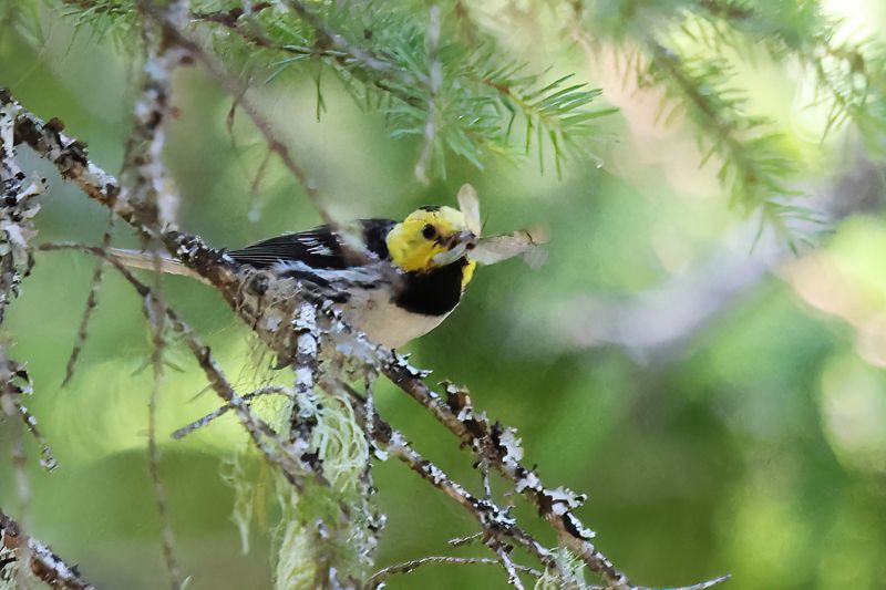 misc_birds