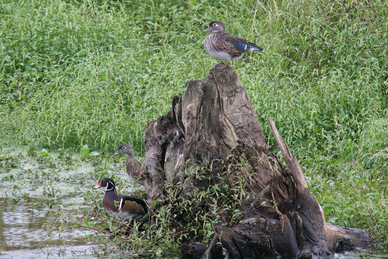 ducks_and_geese