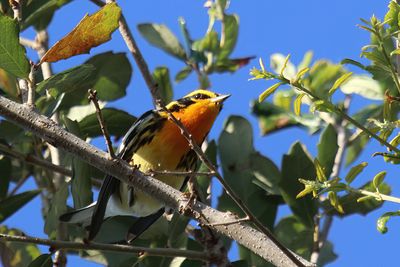 Blackburnian Warbler