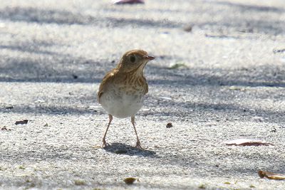 Veery