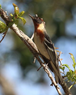 Bay breasted Warbler