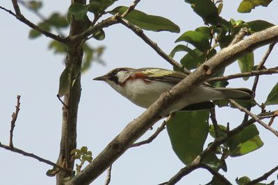 Chestnut sided Warbler