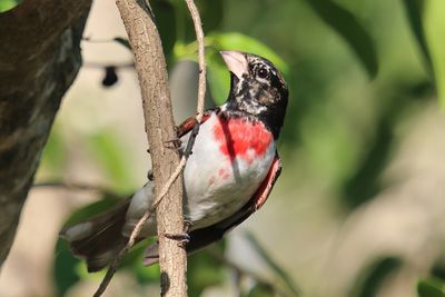 Rose breasted grosbeak