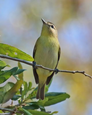 Philidelphia Vireo