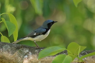 Black throated Blue warbler