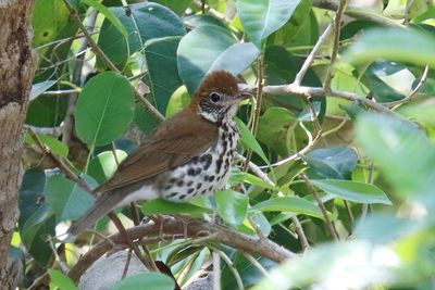 Wood Thrush