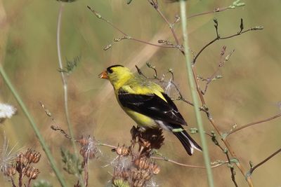 American Goldfinch