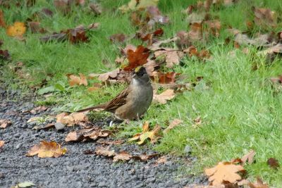 Golden Crowned Sparrow