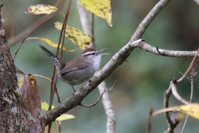 Bewick Wren
