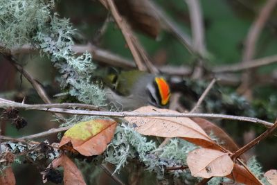Golden crowned Kinglet